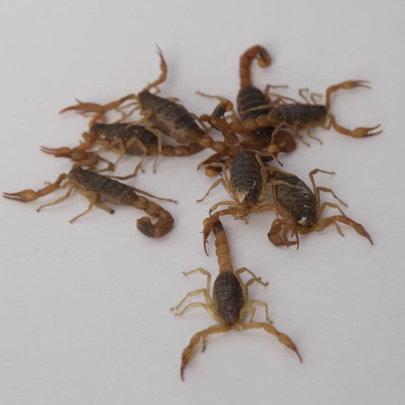 活体伏牛山全蝎蝎子超大蝎子全虫十足蝎子食用蝎子包邮