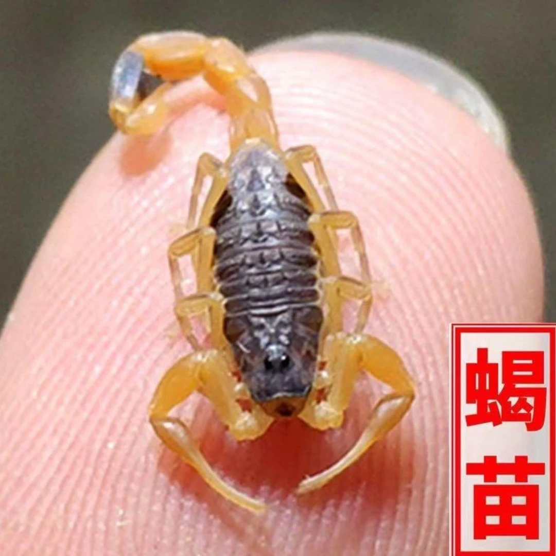 二龄蝎蝎子夏季好养活养殖全程技术指导食用幼量大从优