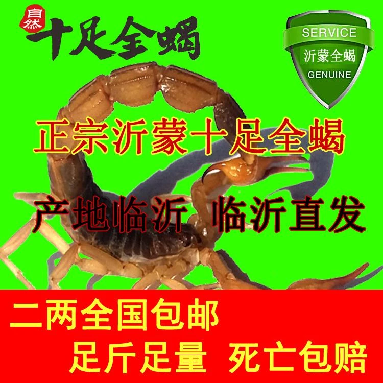 伏牛山十足全蝎称重蝎子油炸泡酒入药煲汤蝎子干超大全蝎全虫宠物