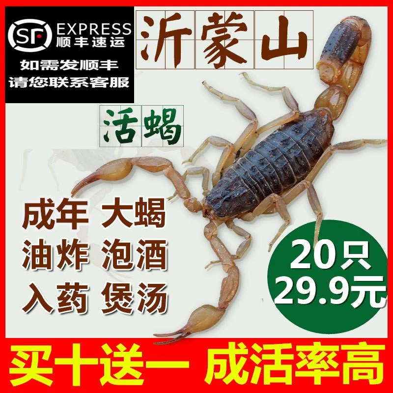 蝎子活正宗沂蒙山野性十足全蝎蝎子煲汤油炸泡酒
