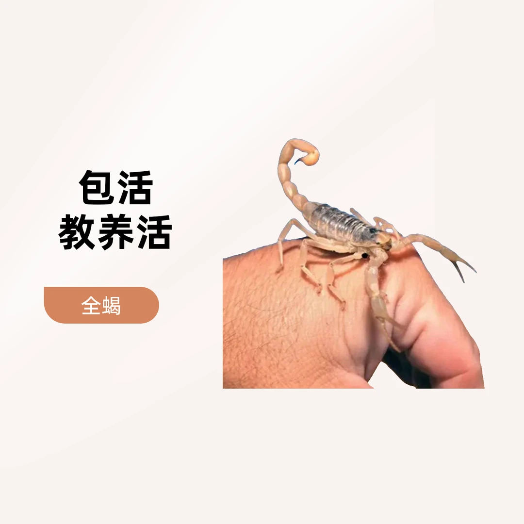 蝎子食用沂蒙山十足全蝎入药煲汤按斤称油炸活蝎泡酒风湿宠物