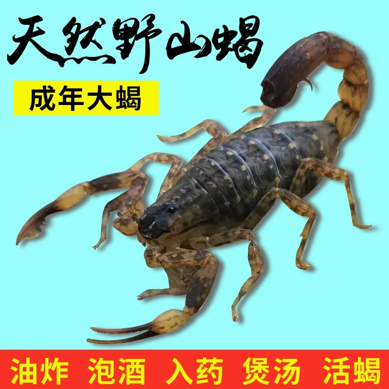 天然野性十足正宗蝎子全蝎蝎子煲汤入药油炸泡酒食用药用