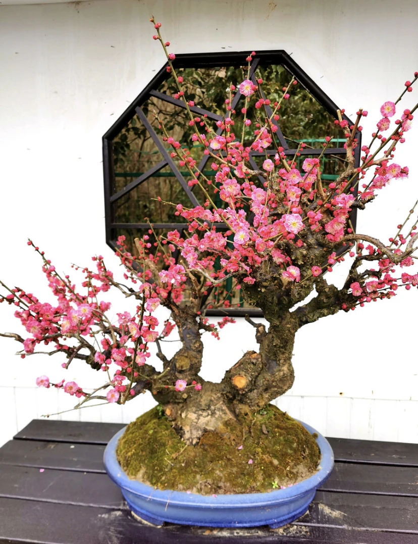 梅花朱砂绿梅红梅盆栽地栽室内外庭院阳植物观赏