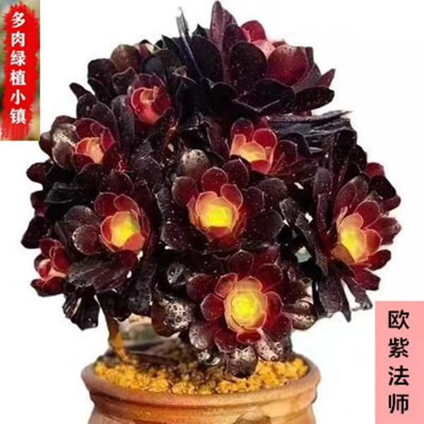 欧紫法师多肉植物紫羊绒老桩手捧花基地直发多头老桩花卉绿植组合