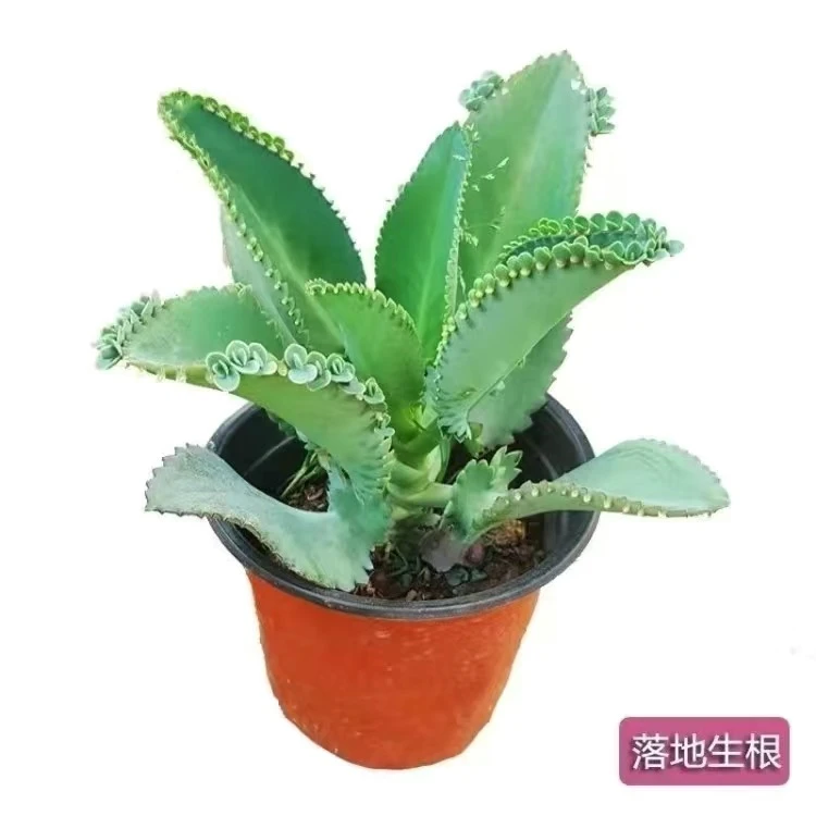 宽叶不死鸟落地生根多肉植物蕾丝公主春季绿色很好养殖散光