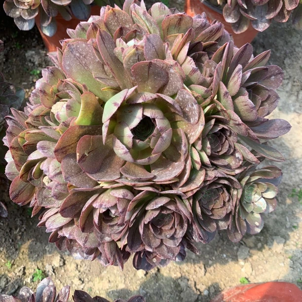万拉丝(万圣节拉丝)法师多头手捧花懒人好养多肉植物阳台万圣节