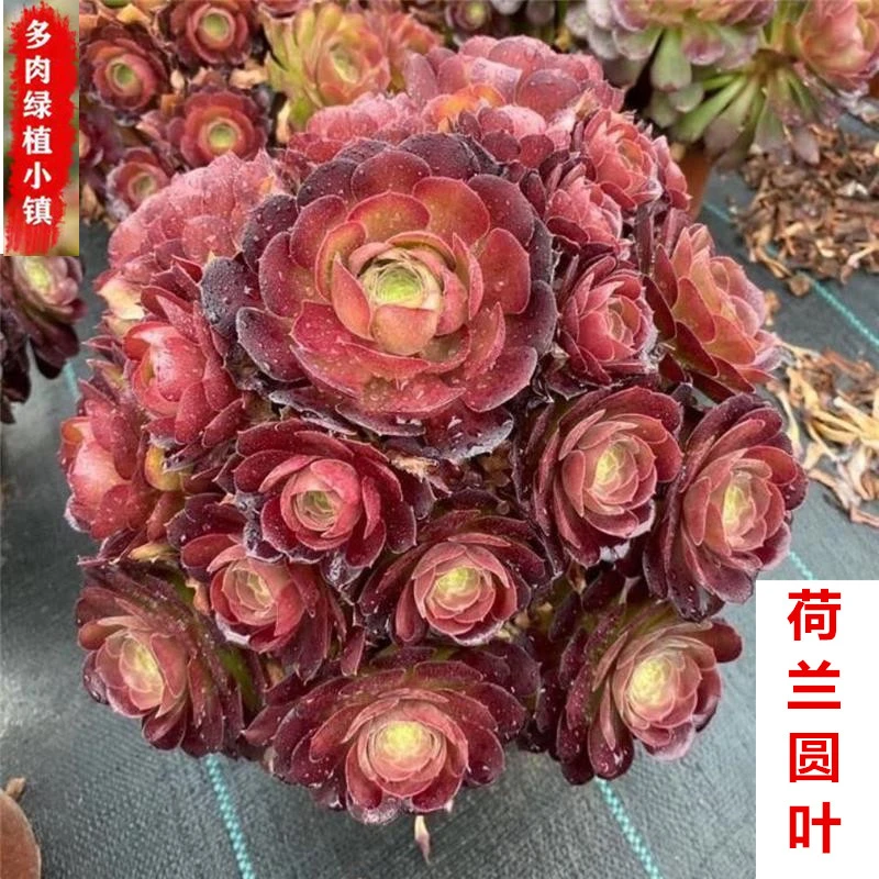 荷兰圆叶玫瑰法师老桩捧花多头群生多肉植物室内花卉好养大颗盆栽