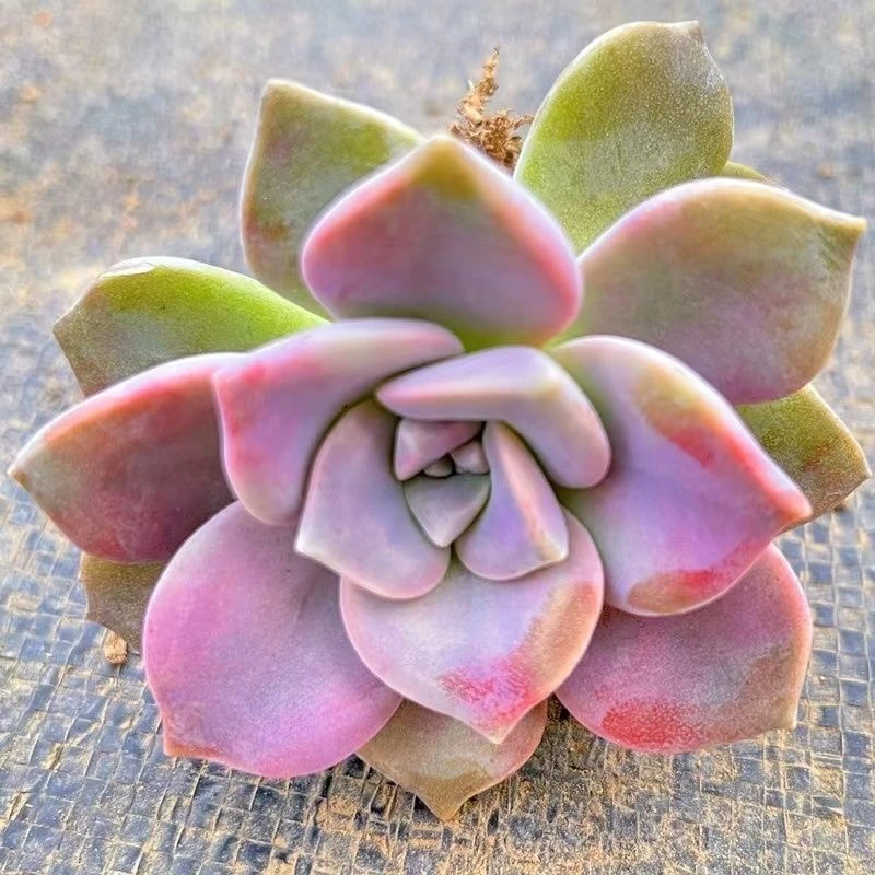 紫乐多肉植物 新手好养活耐寒植物 便宜好养多肉春季红色简单栽培