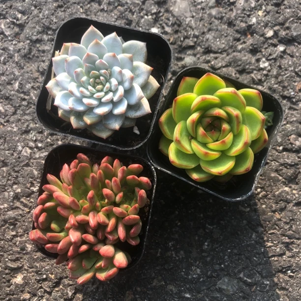 多肉植物新手套餐颜色多样好养活麦秆红宝石厚梦月亮石组合套餐