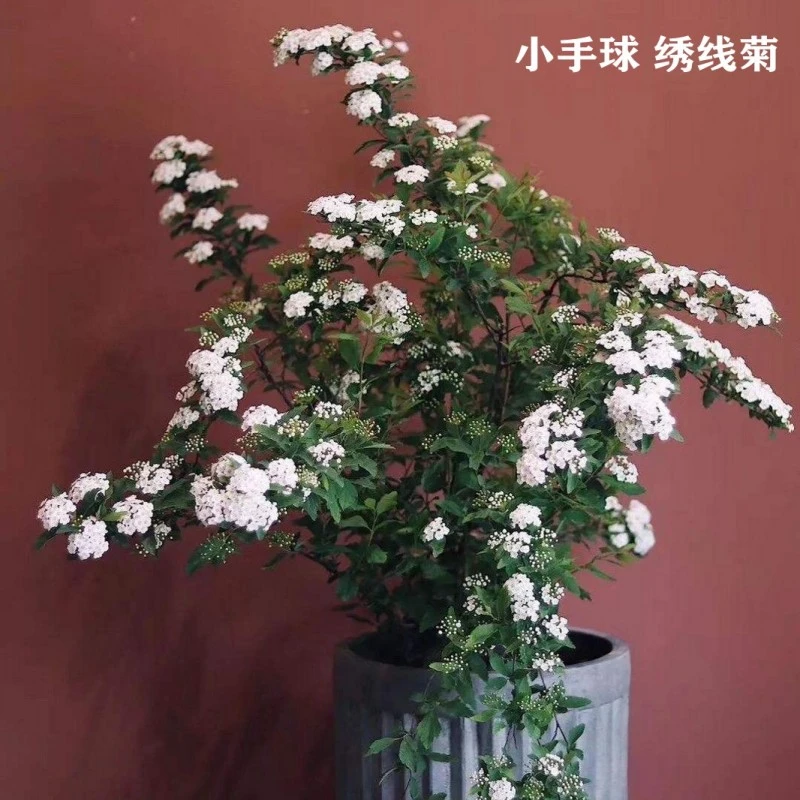 小手球盆栽菱叶绣线菊黄金喷泉庭院树苗灌木花卉阳台植物珍珠梅