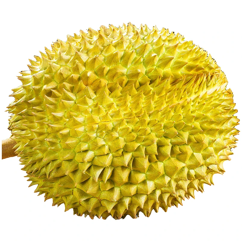 金枕榴莲-泰国树上熟