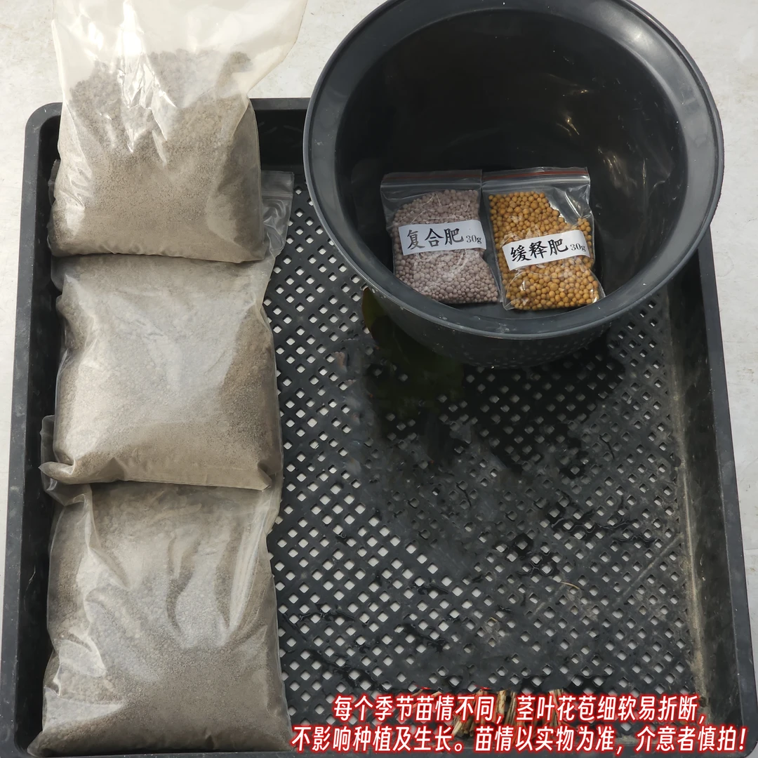 碗莲睡莲小号荷花pp材质花盆水培植物花卉容器黑色+塘泥+专用肥料