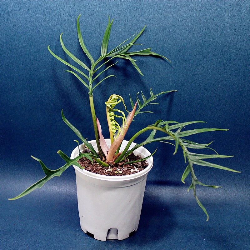 ［鱼骨蔓绿绒］高端网红绿植ins 风好养懒人花卉办公室客厅植物