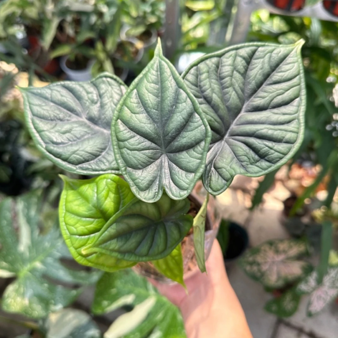 ［龙麟海芋］网红热植高端绿植