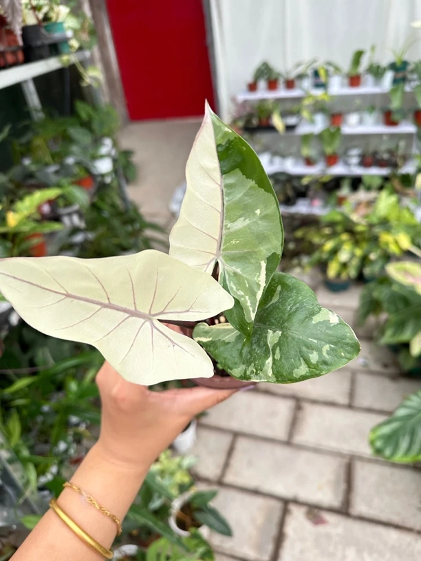 ［紫脉海芋锦］网红热植高端绿植
