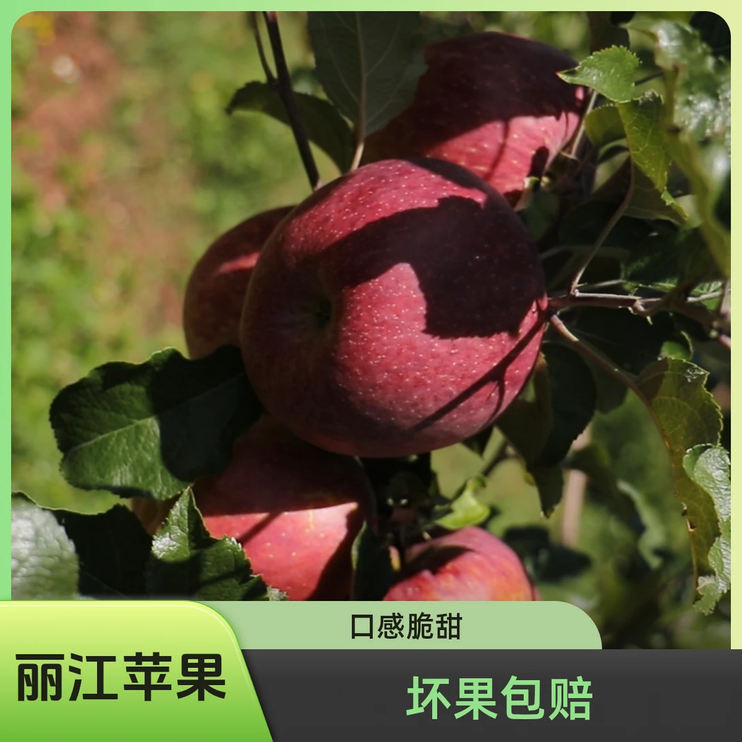 【迷你宝宝果】云南丽江糖心丑苹果果肉黄白口感清脆汁多果园现摘现