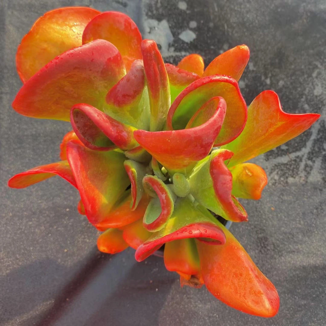 火狐狸 9.9元 多肉植物 主播推荐
