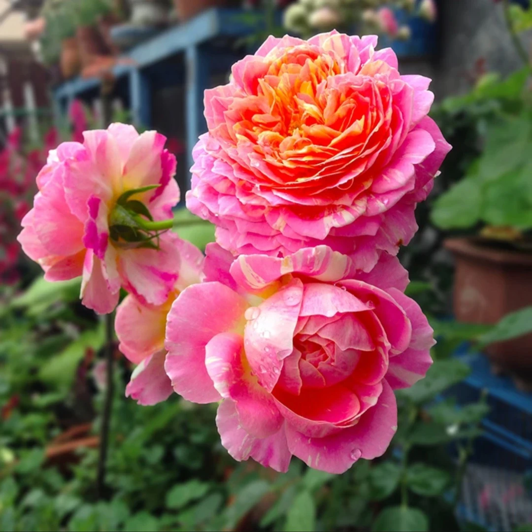 莫奈月季生花卉阳台庭院地栽盆栽四季开花