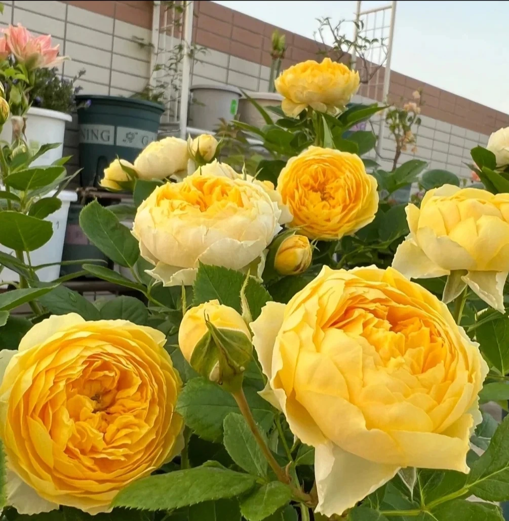 (金丝昔鸟月季花)四季开花庭院阳台盆栽地栽多年生灌木