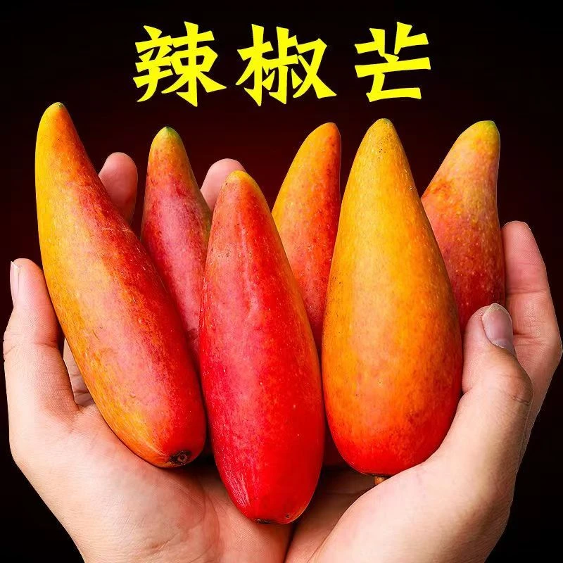 （陆运）海南树上熟辣椒芒牙签芒净果5斤