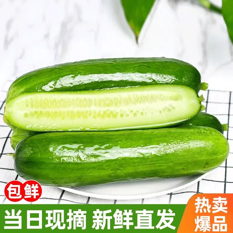 正宗山东水果黄瓜低热量迷你农家水果小黄瓜青瓜小乳瓜
