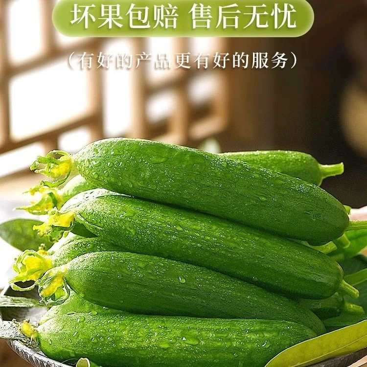 正宗山东低热量水果黄瓜清脆多汁小黄瓜青瓜小乳瓜
