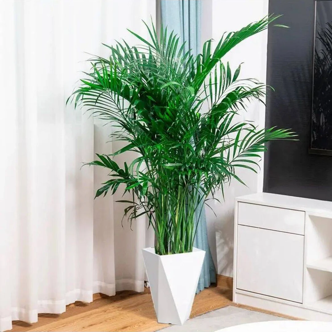 （1-1.2米）盆栽绿植客厅发货卧室办公室盆景富贵椰子大型大棵