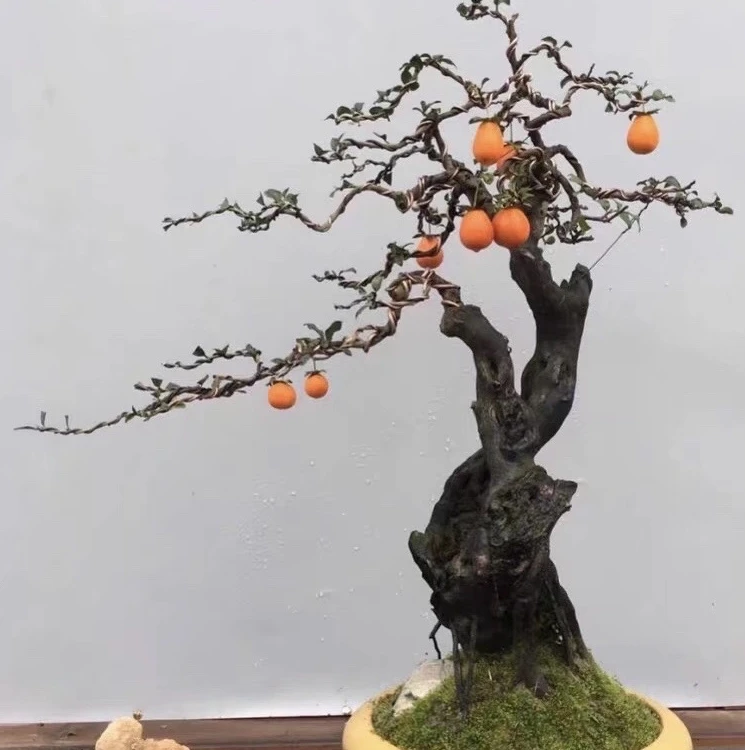 金弹子各种桩型大小老桩