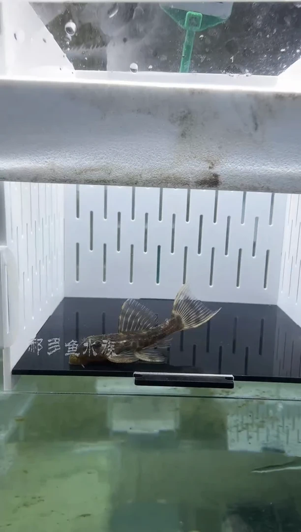 【闪购商品】清道夫热带鱼不分公母4凭开箱视频报损  不包入缸损