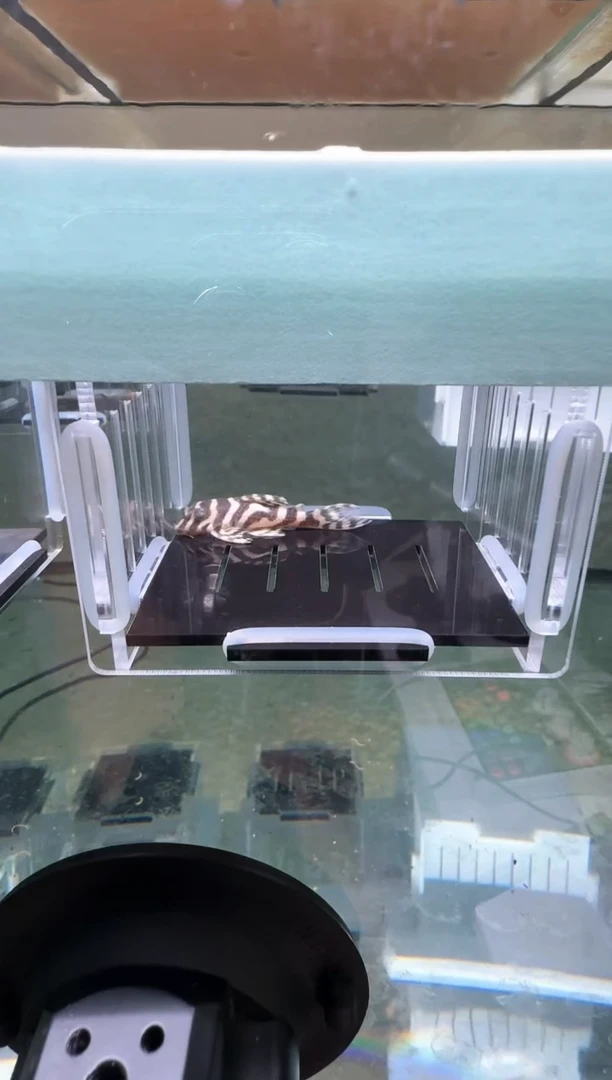 【闪购商品】清道夫热带鱼不分公母5凭开箱视频报损 入缸不包损