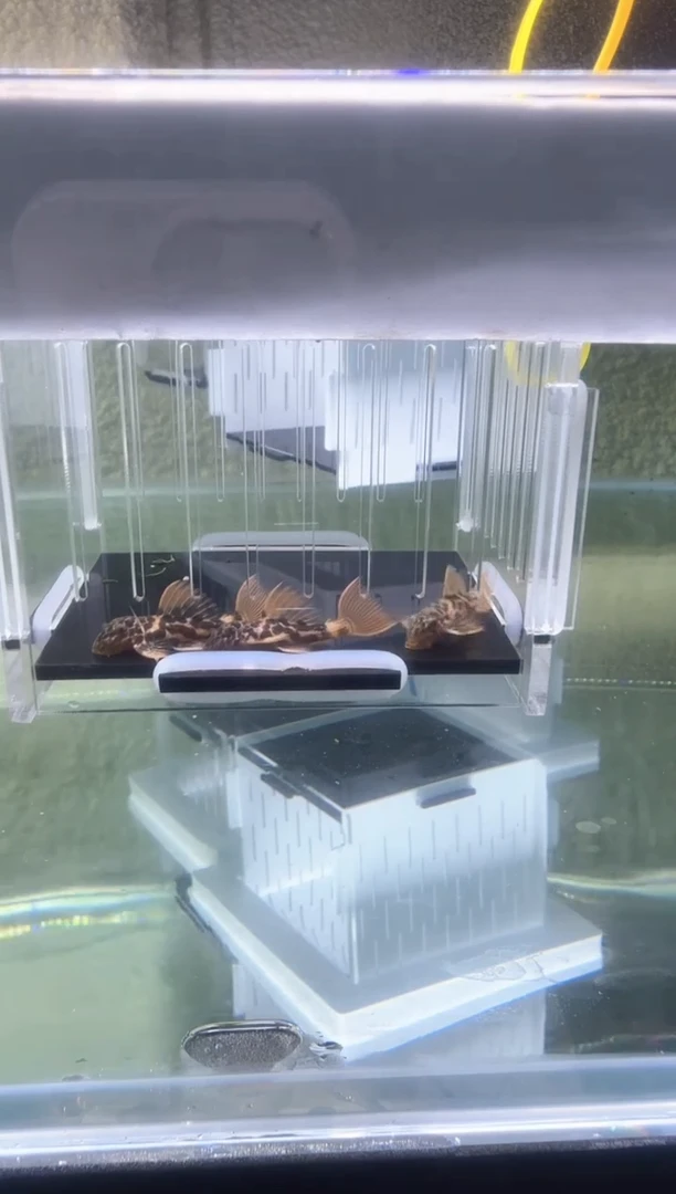 【闪购商品】清道夫热带鱼不分公母3凭开箱视频报损 不包入缸损