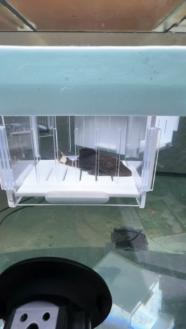 【闪购商品】清道夫热带鱼不分公母6凭开箱视频报损 入缸不包损