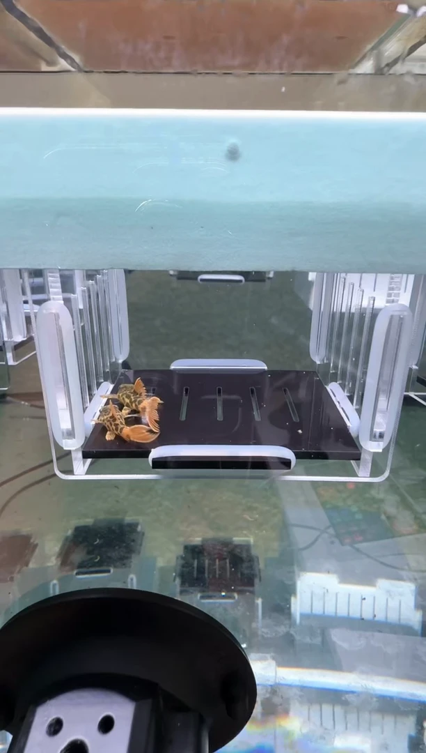 【闪购商品】清道夫热带鱼不分公母3凭开箱视频报损 入缸不包损