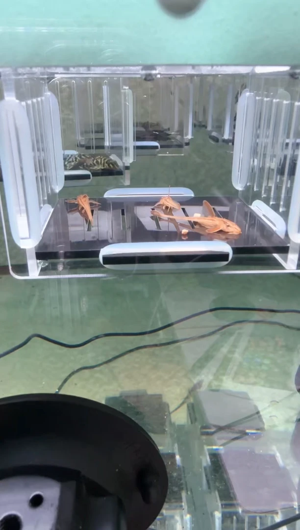 【闪购商品】清道夫热带鱼不分公母3凭开箱视频报损 不包入缸损