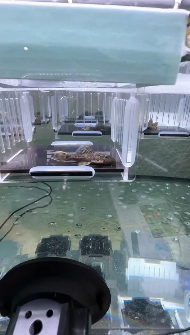 【闪购商品】清道夫热带鱼不分公母4凭开箱视频报损 不包入缸损