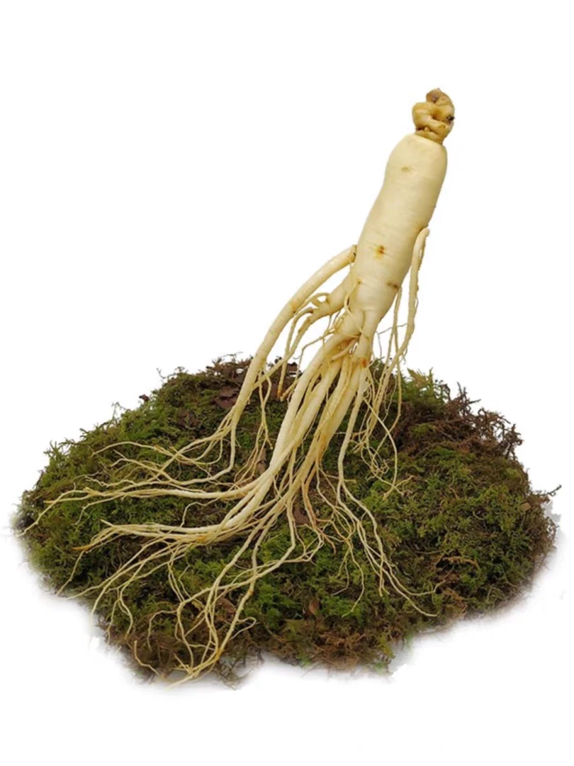 长白山新鲜微残参专用泡水炖汤泡酒