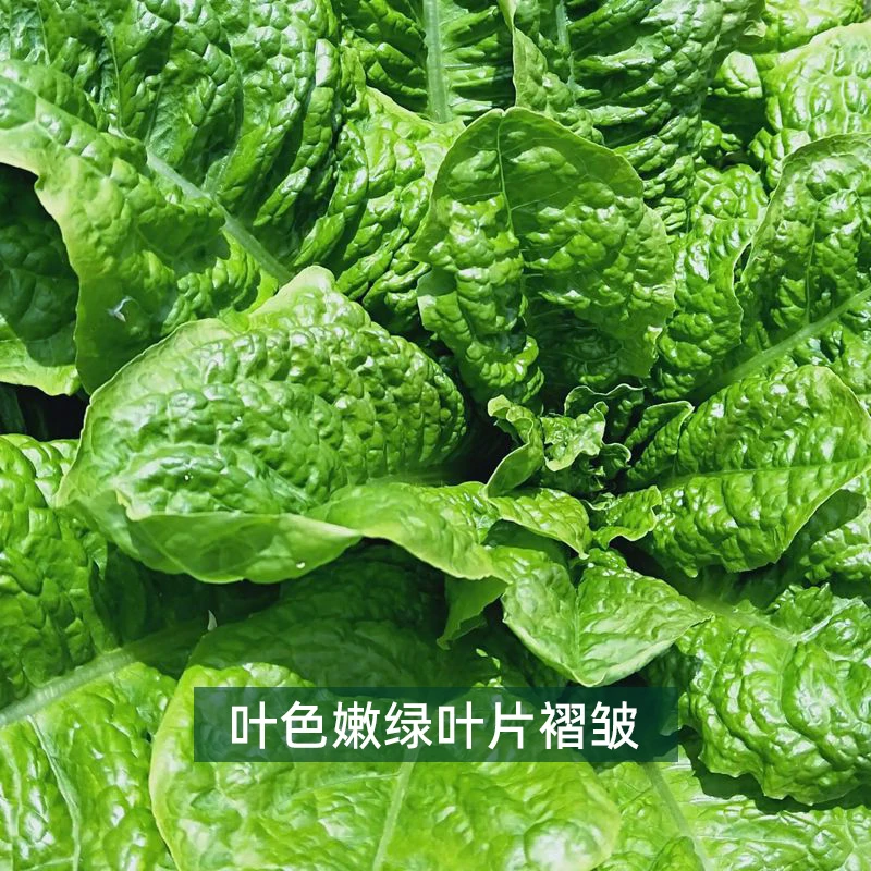 莴麻菜种子1包约1000粒叶大多嫩绿椭圆形口感糯清香菜园种植莴苣