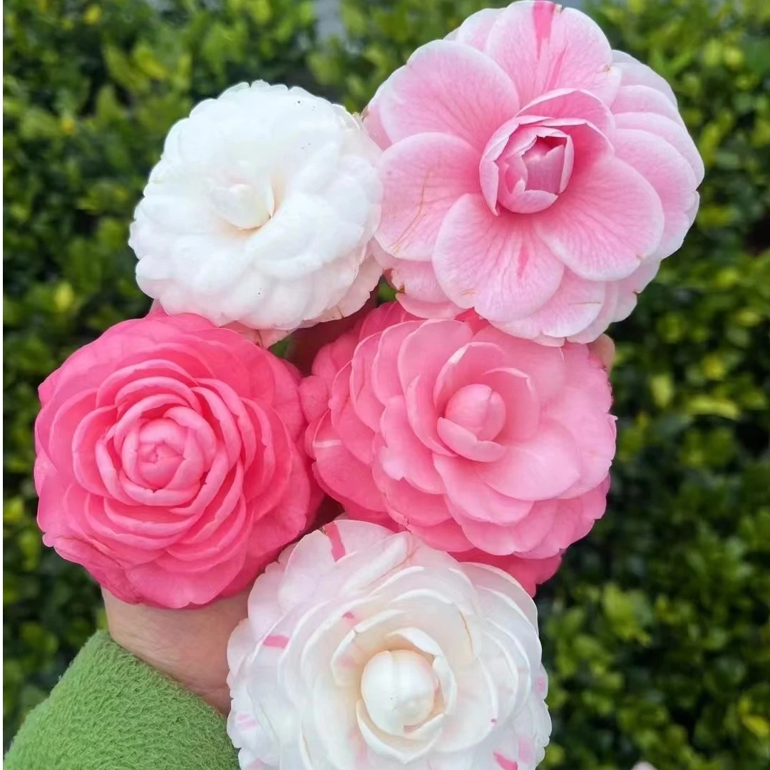 十八学士山茶花渐变开花四季茶花树苗室外盆栽庭院地栽耐寒基地花