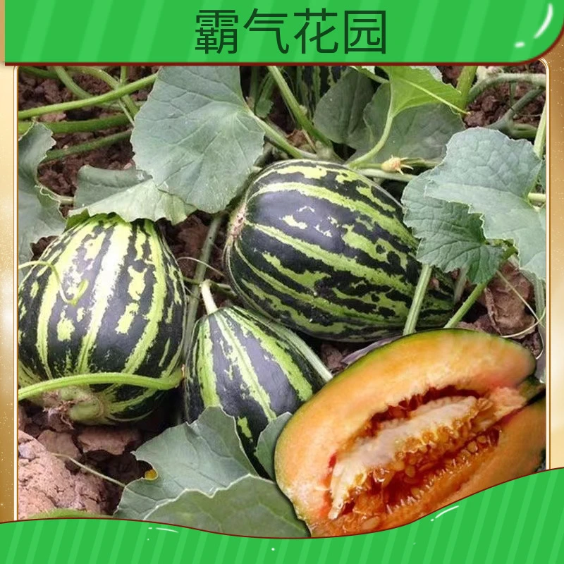 【冰糖子甜瓜种子】超甜高产适应性强四季种植甜瓜种子春季简单