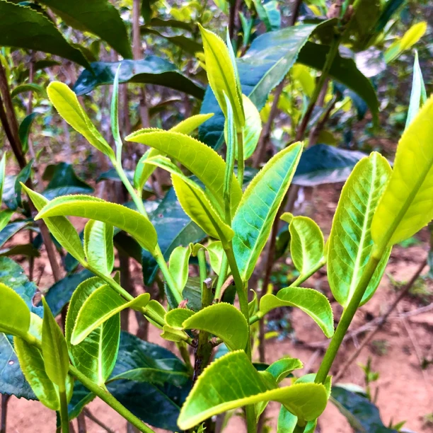 2025年  冰岛坝卡大树纯料普洱生茶原料