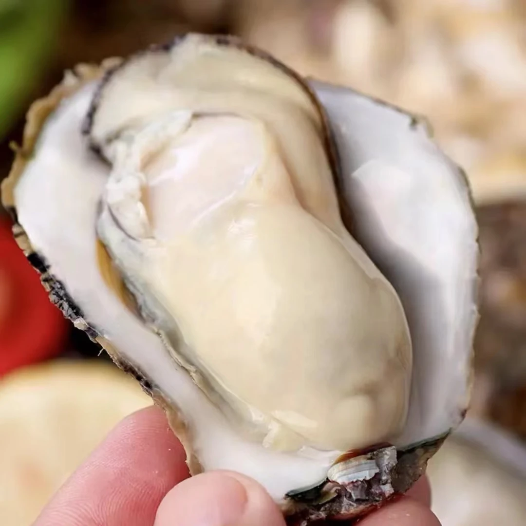 乳山三倍体生蚝大号规格5斤10斤鲜发货活包活包肥刺生级烧烤食材