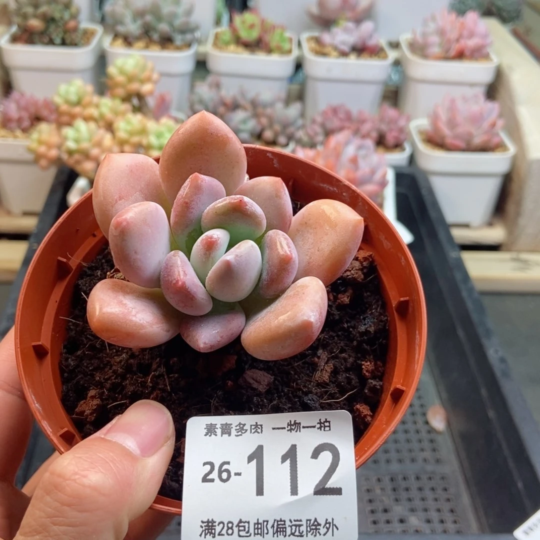 奥普 一物一拍..
