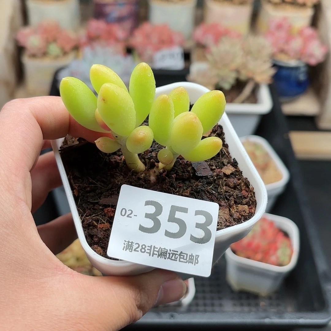 金蟾 一物一拍..