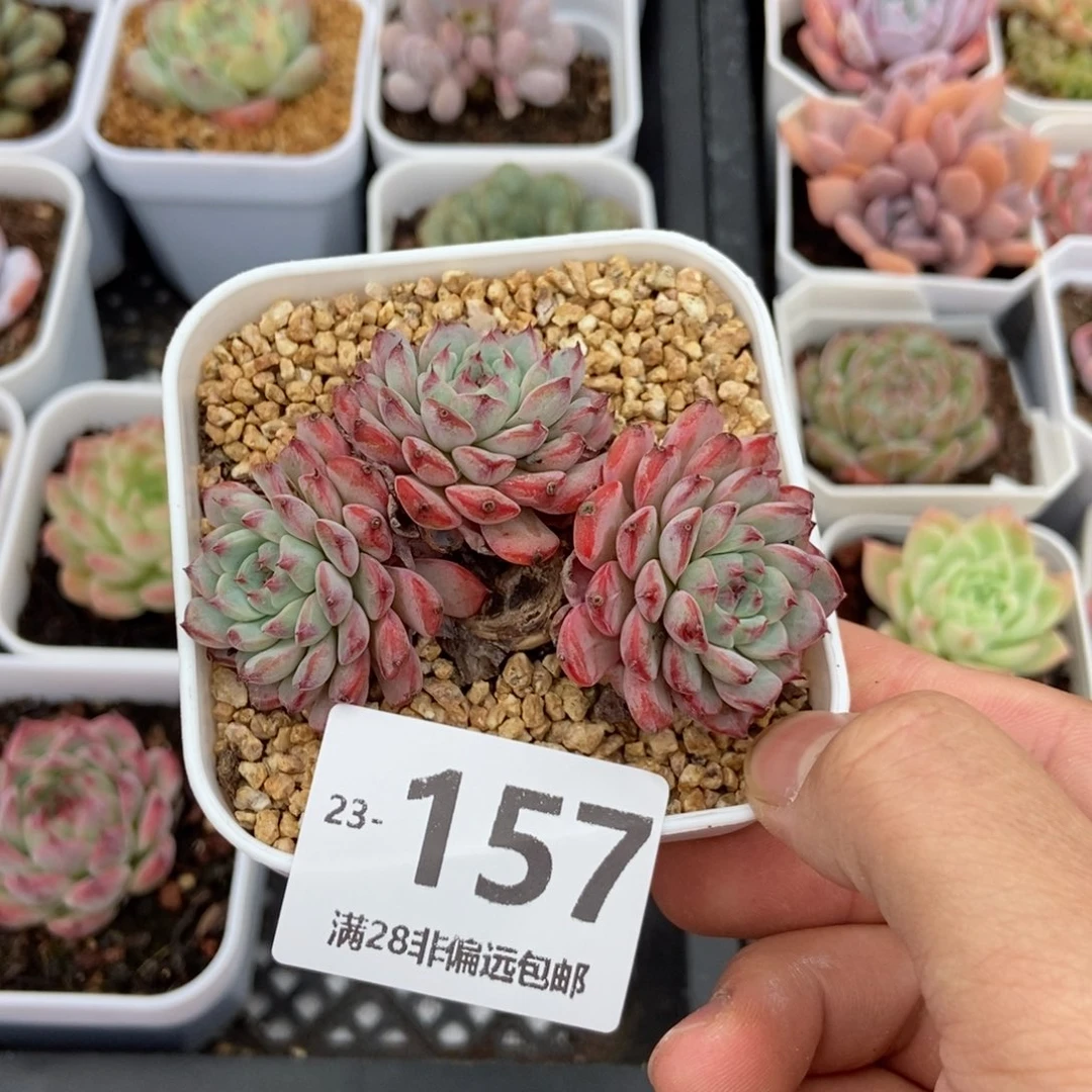 粉姬莲有砍 一物一拍