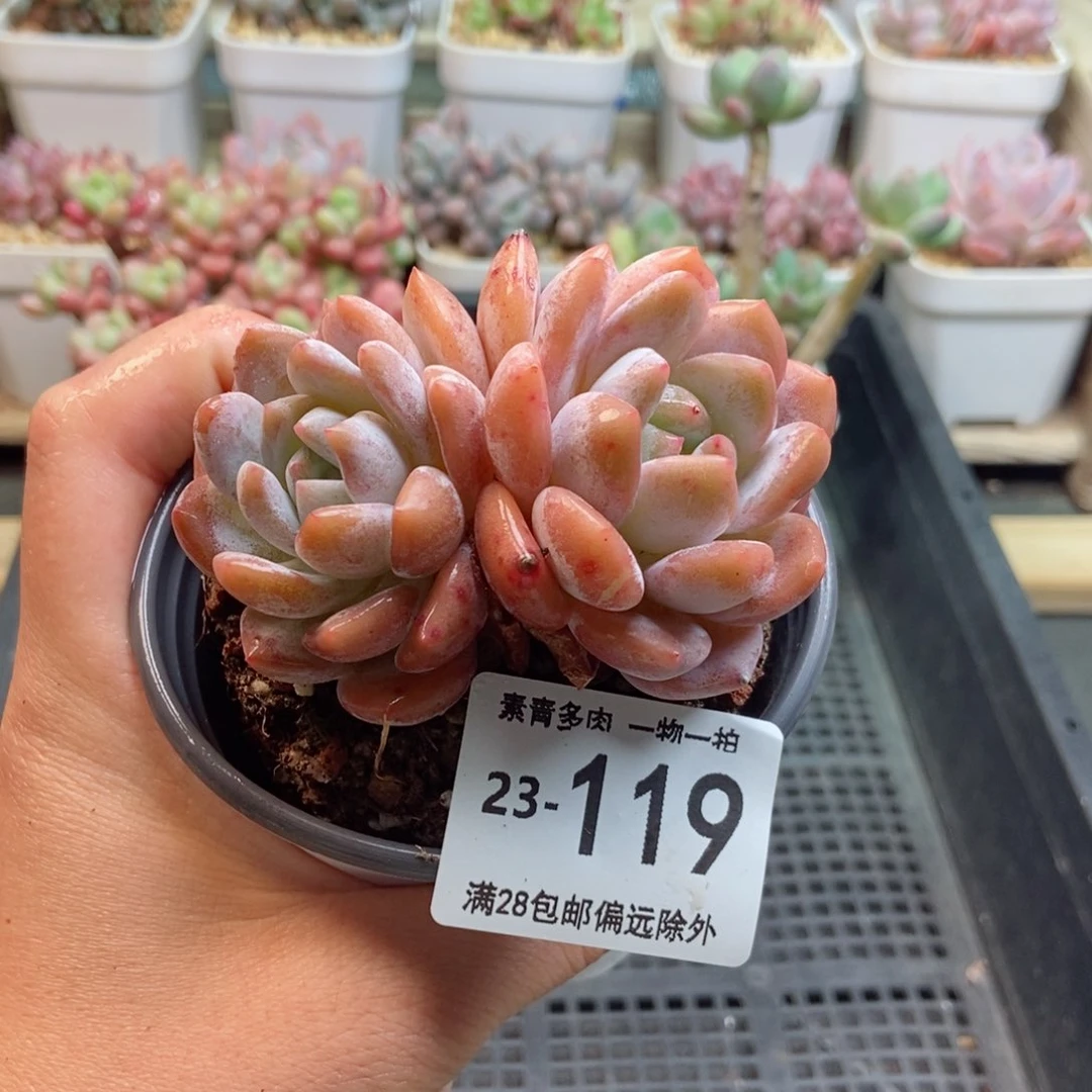 橙梦露 一物一拍