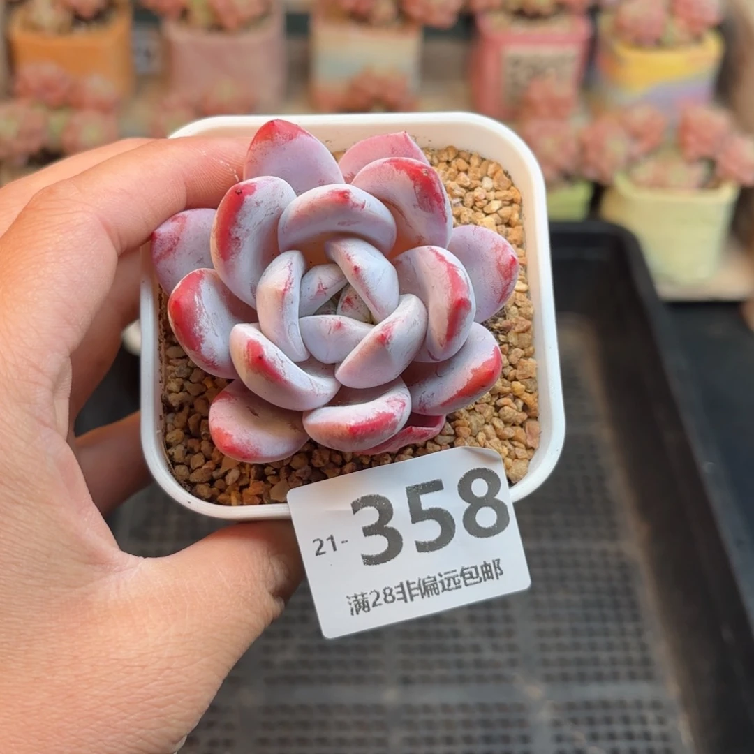 嫦娥 一物一拍..