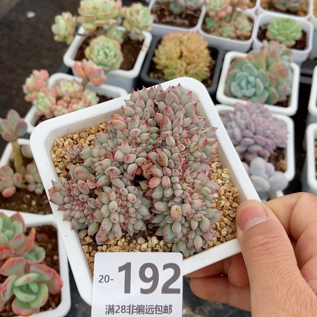 胖丁缀化 一物一拍