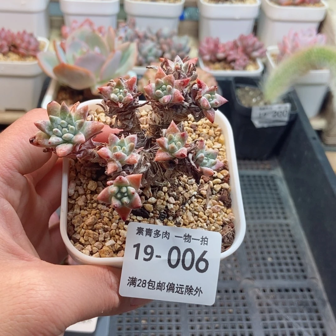 白菊 一物一拍..