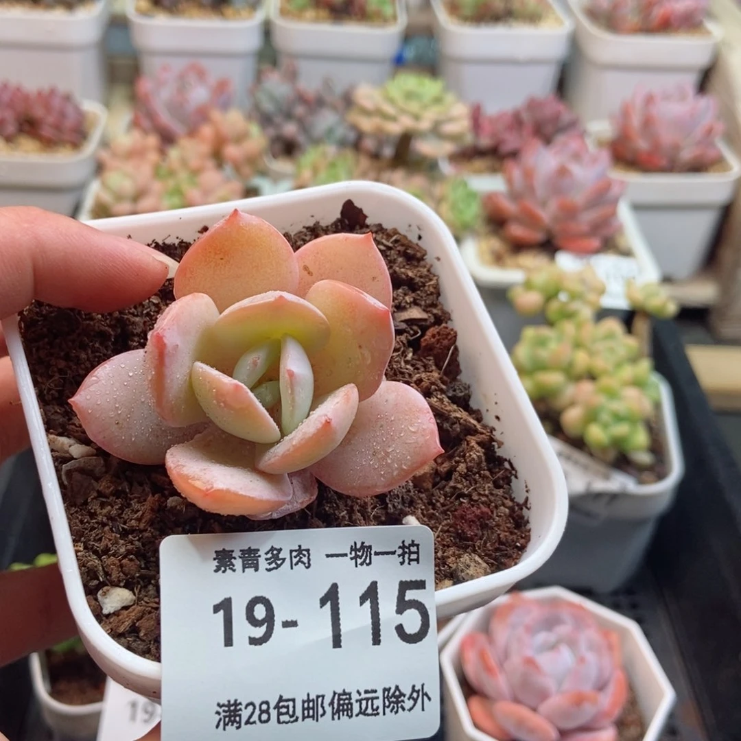 奶茶   一物一拍..
