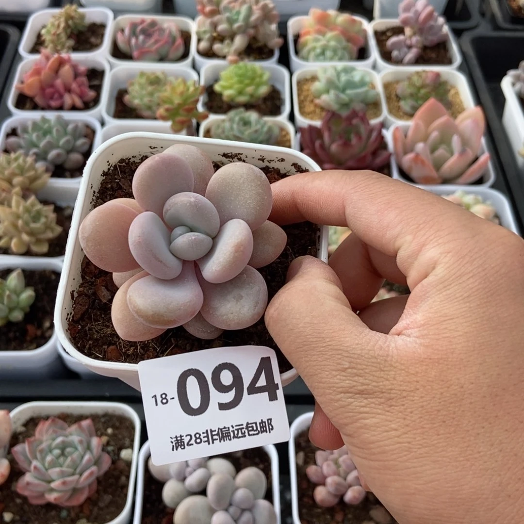 粉兔 一物一拍..